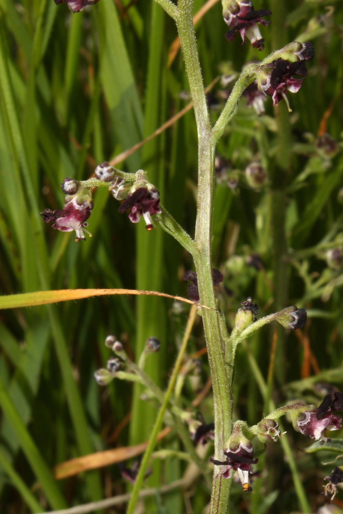 Scrophularia canina